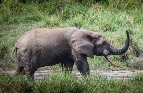 Hunting elephant in Cameroon
