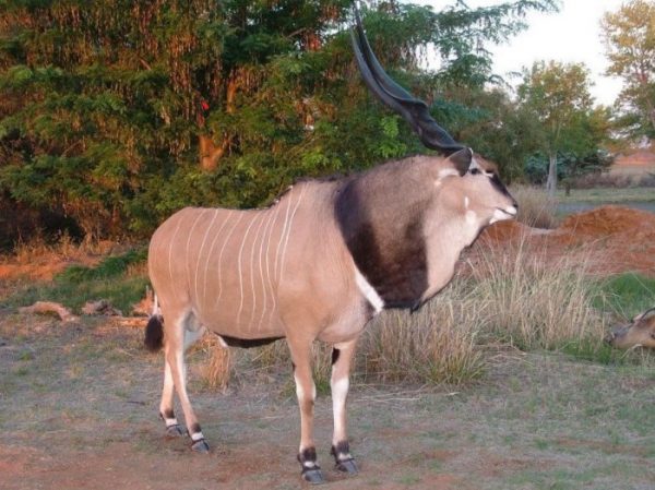 Hunting in Cameroon Lord Derby Eland