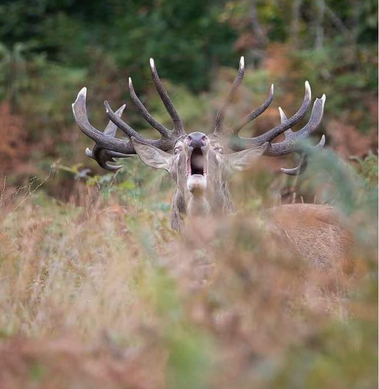 Bulgarian deer roaring in september