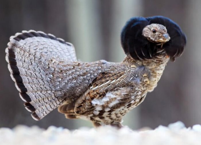 Raffed Grouse Hunting