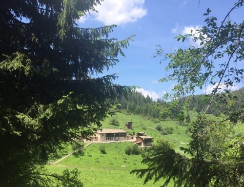 Hunting in Bulgaria: a dream destination for your big game hunting!