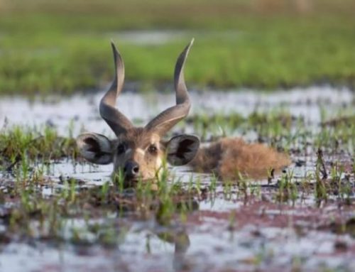 Hunting the Wild Heart of Cameroon: A Journey into the BroussePublished On: Dicembre 26, 2024