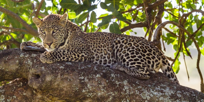 leopard resting on a tree in Africa