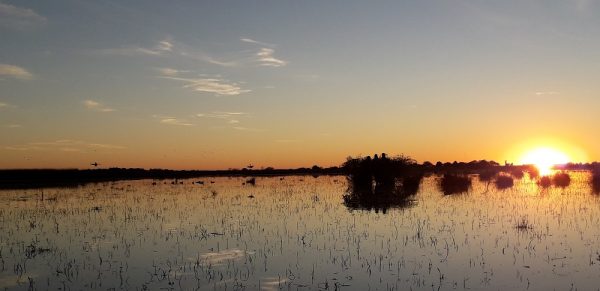 waterfowl hunt in Argentina