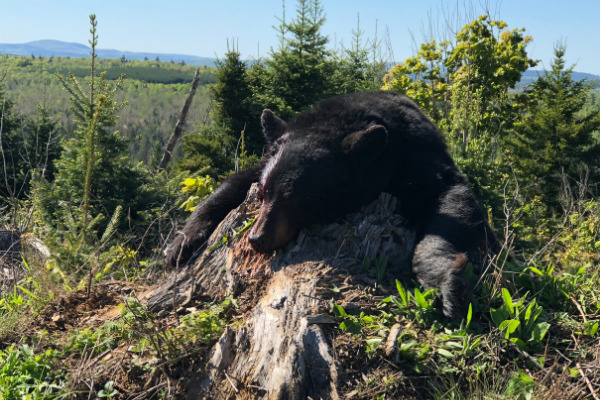 black bear hunting in canada