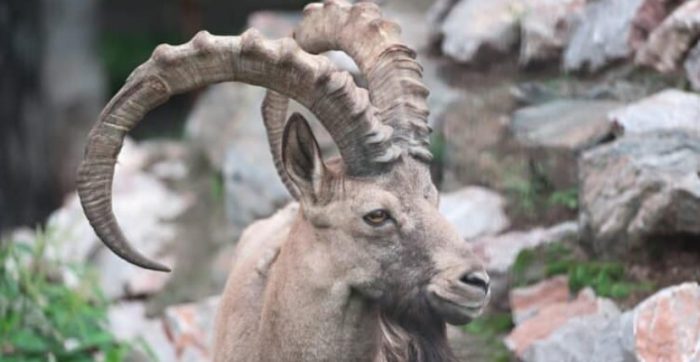 Hunting Altai Ibex