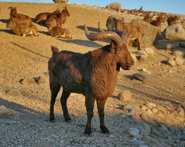 Dagestan-Tur-hunting-in-asia