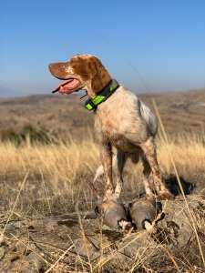 partridge hunt with dog