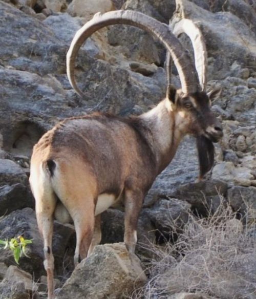 Siberian Ibex