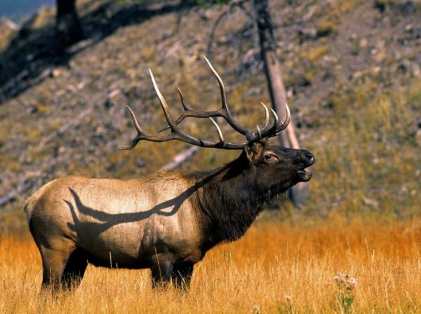 The-Maral-Deer-in-Altai-region-hunting