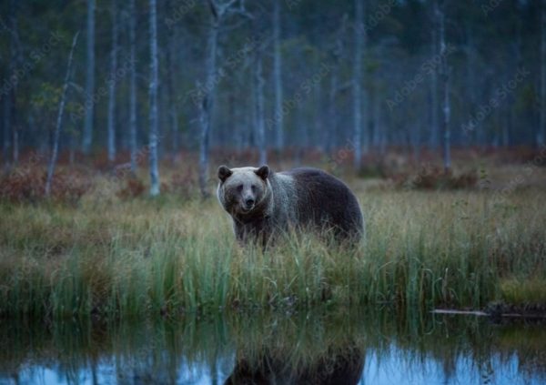 Brown Bear Ursus Arctos Karelia
