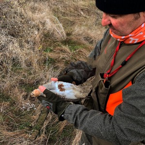 hunting gray partridges with dogs