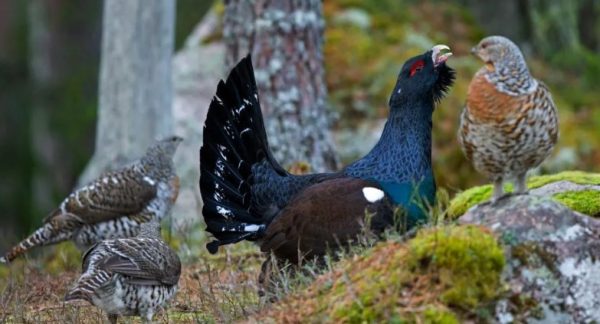 Hunting capercaille in Sweden