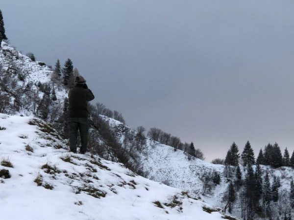 chamois winter habitat