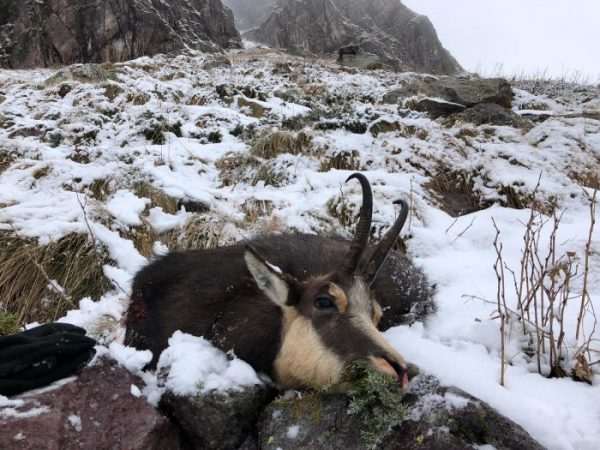 the habitat of the alpine chamois in Italy