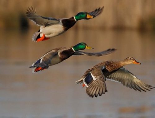 Discover the magic and tradition of waterfowl hunting in ItalyPublished On: April 30, 2024