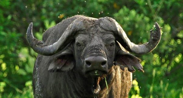 Buffaloes-in-Tanzanian-Selous-Park