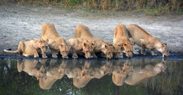Hunting in Tanzania Lions in the Selous
