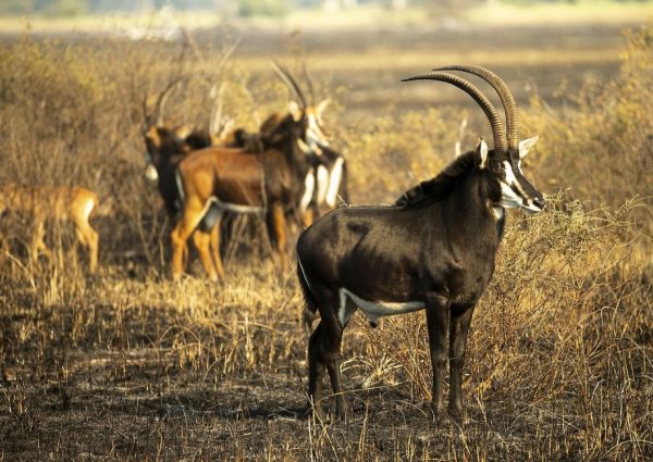 Roosvelt-Sable-Antelope-hunting-in-Tanzania-safaris