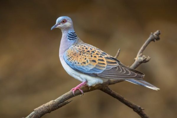 hunting turtledoves