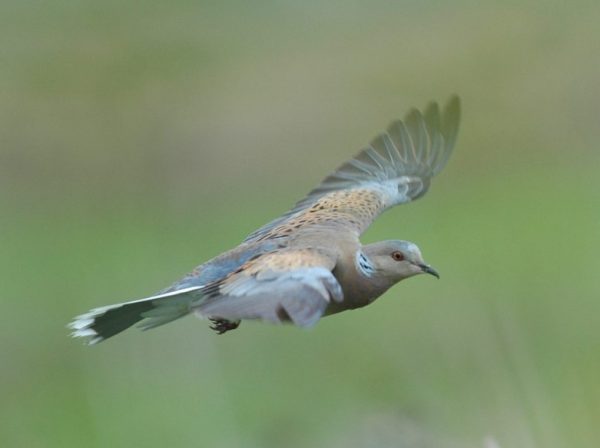 turtledove flight