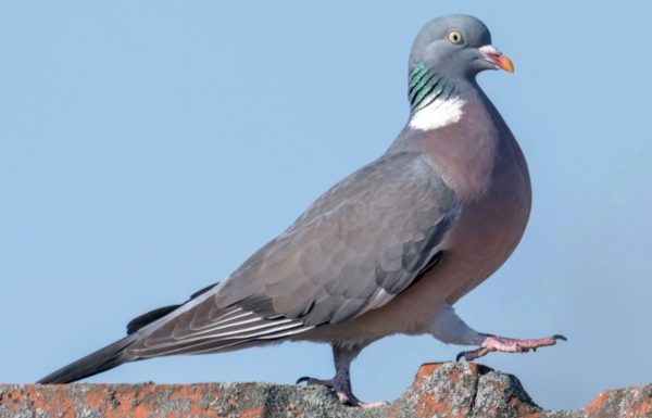wood pidgeons in Makedonia