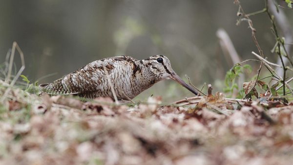 hunting Woodcock in the Isle of Bute in Scotland