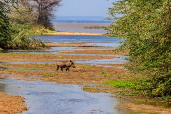 hunting-worthogs-in-Senegal