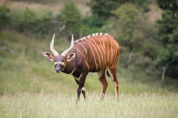 Plains-game-antelope-Bongo-Cameroon