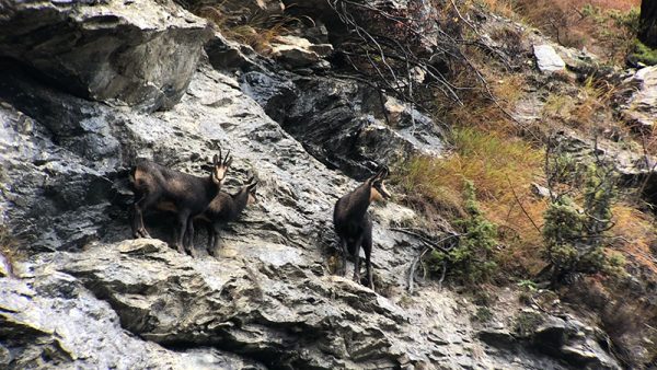 Chamois Hunting in Italy