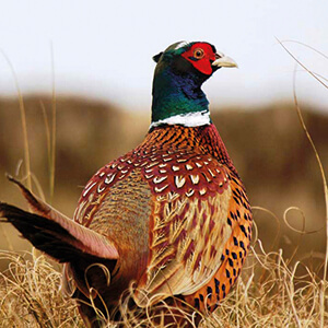A famous pheasant of ours in Rivergaro hunting estate