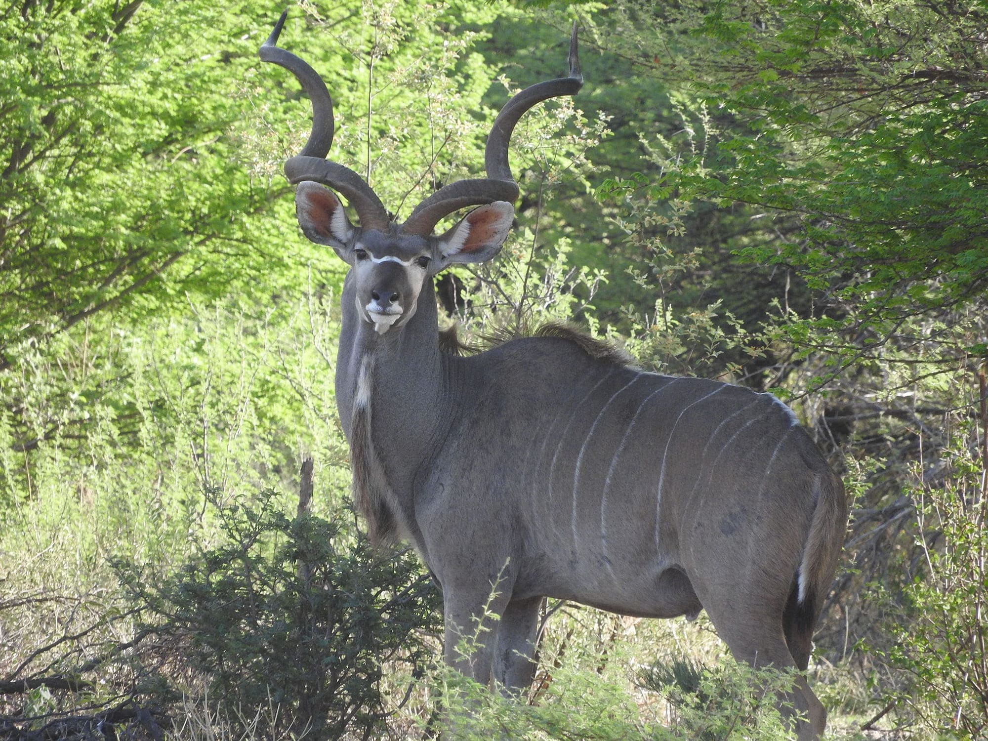 hunting kudu in botswana