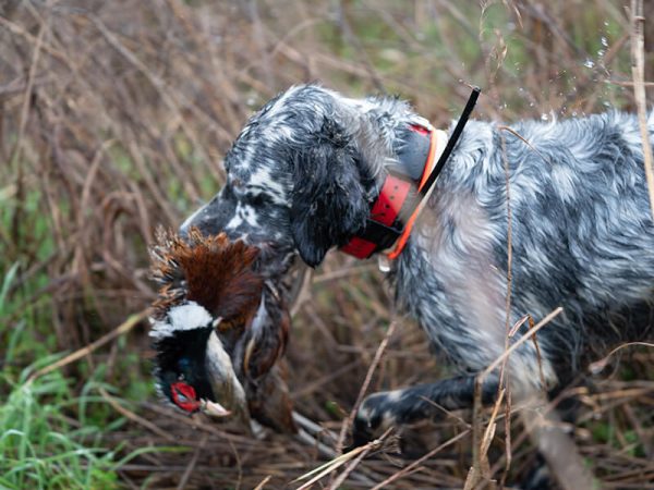 Hunting in Italy with pointing dogs Rivergaro