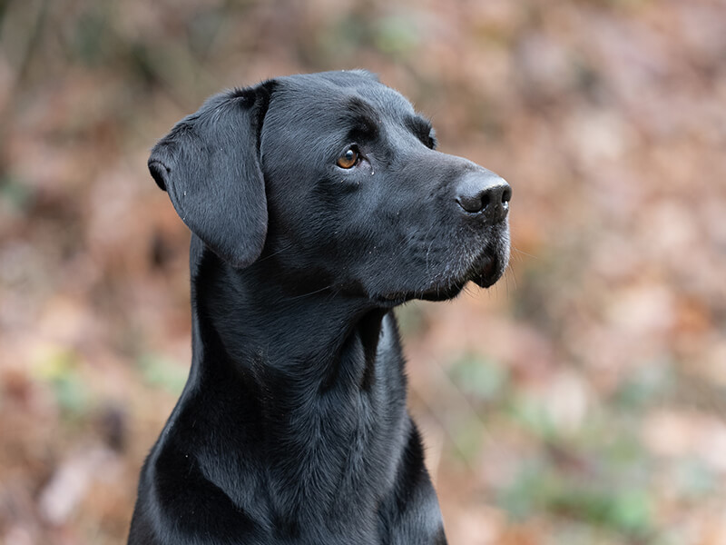 one of the Montefeltro hunting dogs