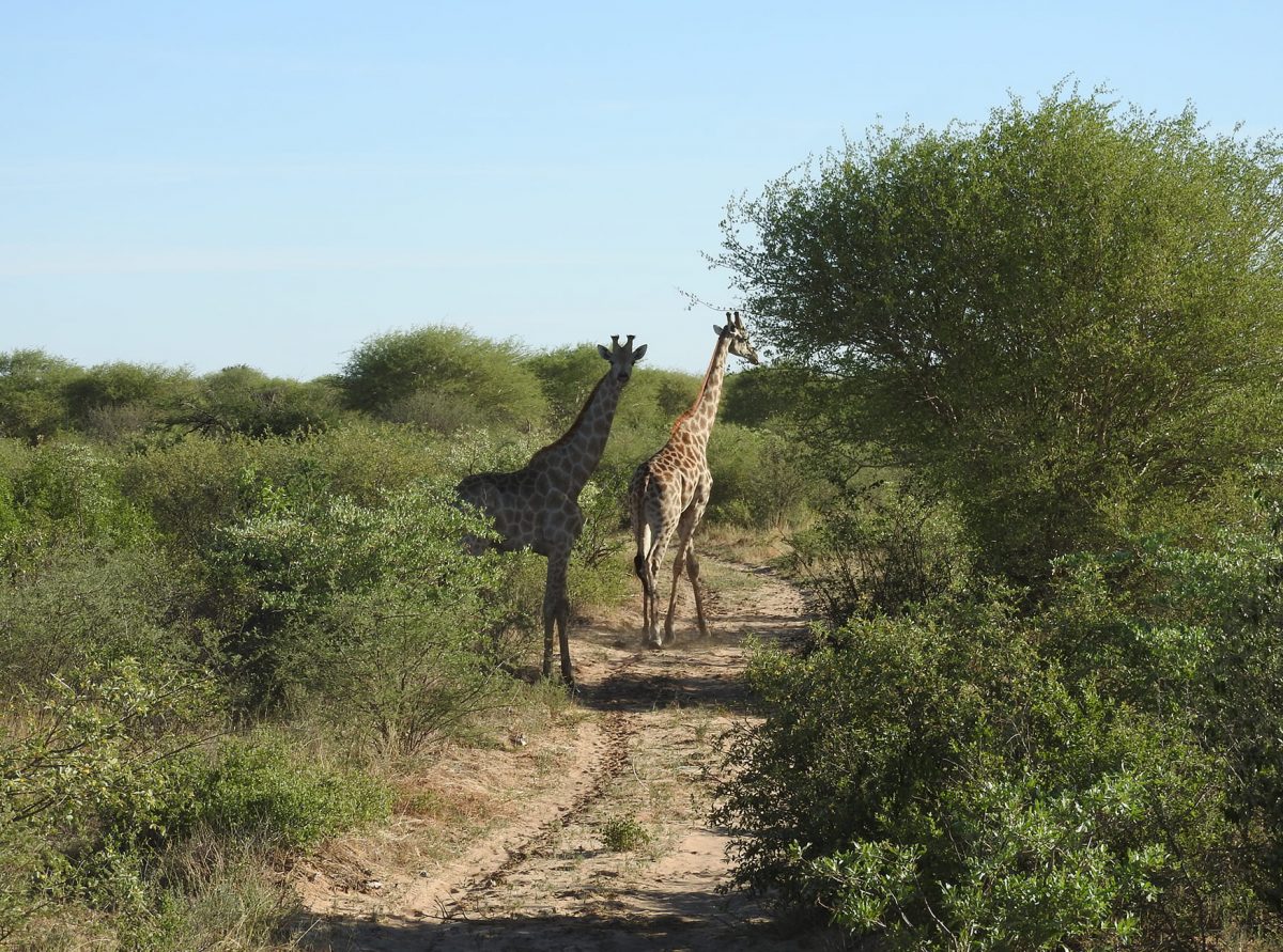 Hunting In Botswana | Montefeltro