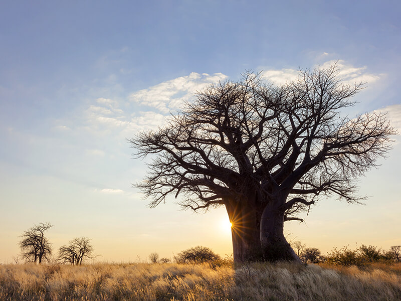 baobab the tree of life is an African Icon