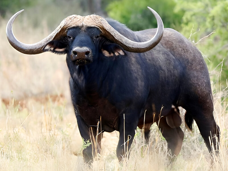 Gorgeous cape buffalo trophy safari