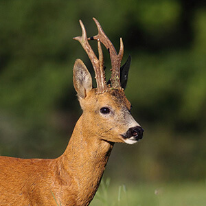 Roe deer hunting in italy