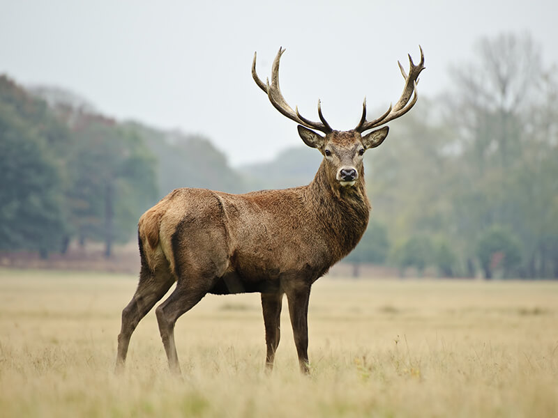 On the Isle of Bute, you can also hunt deer and roe deer with magnificent trophies