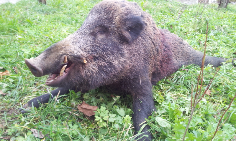 wild boar hunting in Slovenja