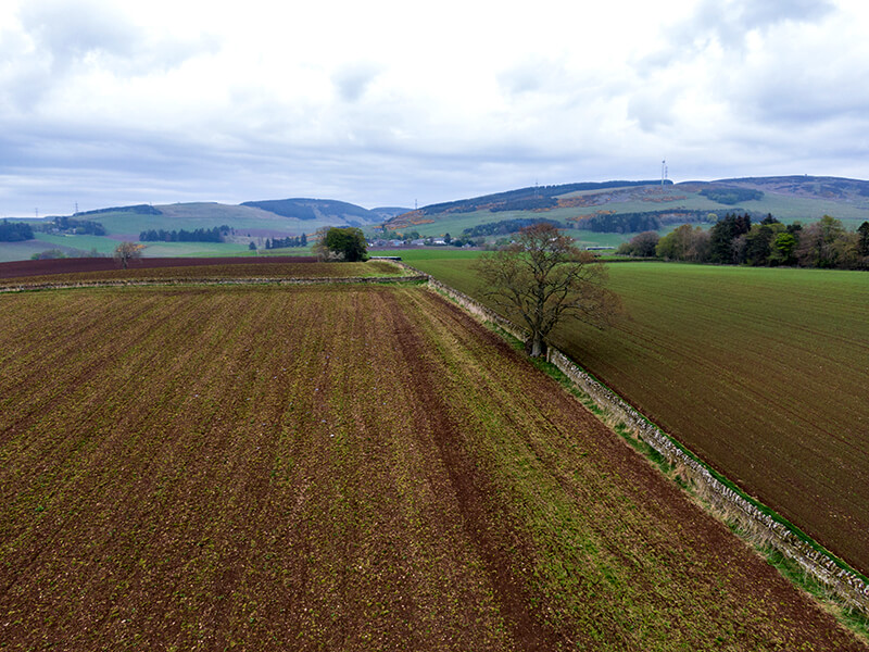 The Scottish cultivated fields are well-suited for pointing dog hunting