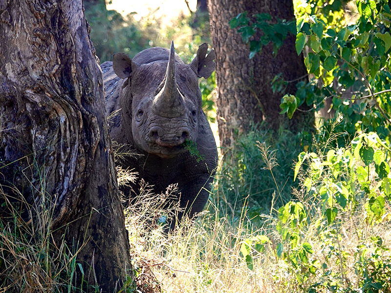 Hunting rhino safari