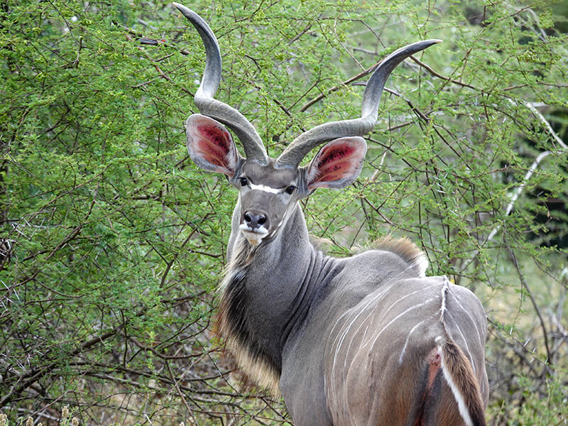 Marvellous Kudu in Zimbabwe Montefeltro