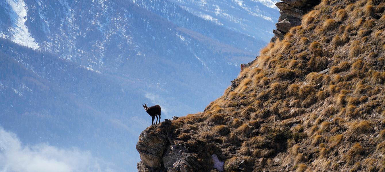 Chamois hunting in the Piedmont Alps Italy