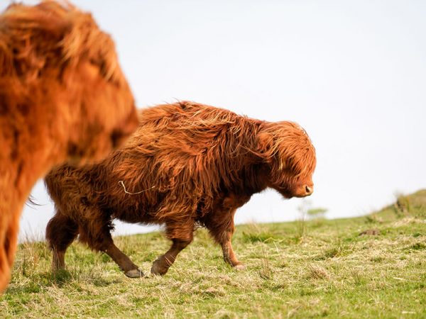 Highland cattles on the Isle of Bute