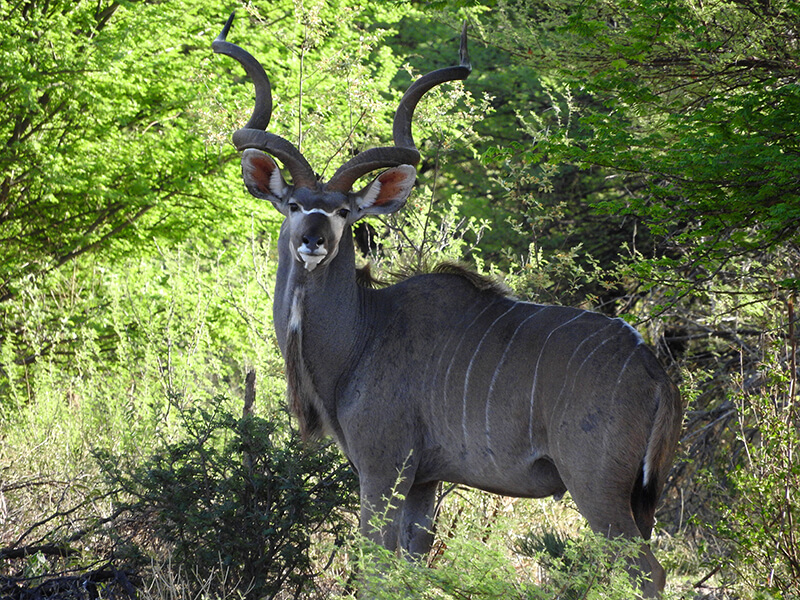 A male kudu, perhaps the most spectacular trophy for an antelope hunter