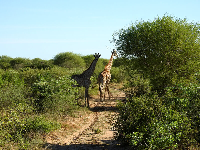 giraffes sought during the safari in botswana