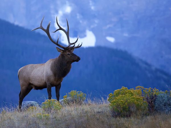 Hunting Elk in New Zealand