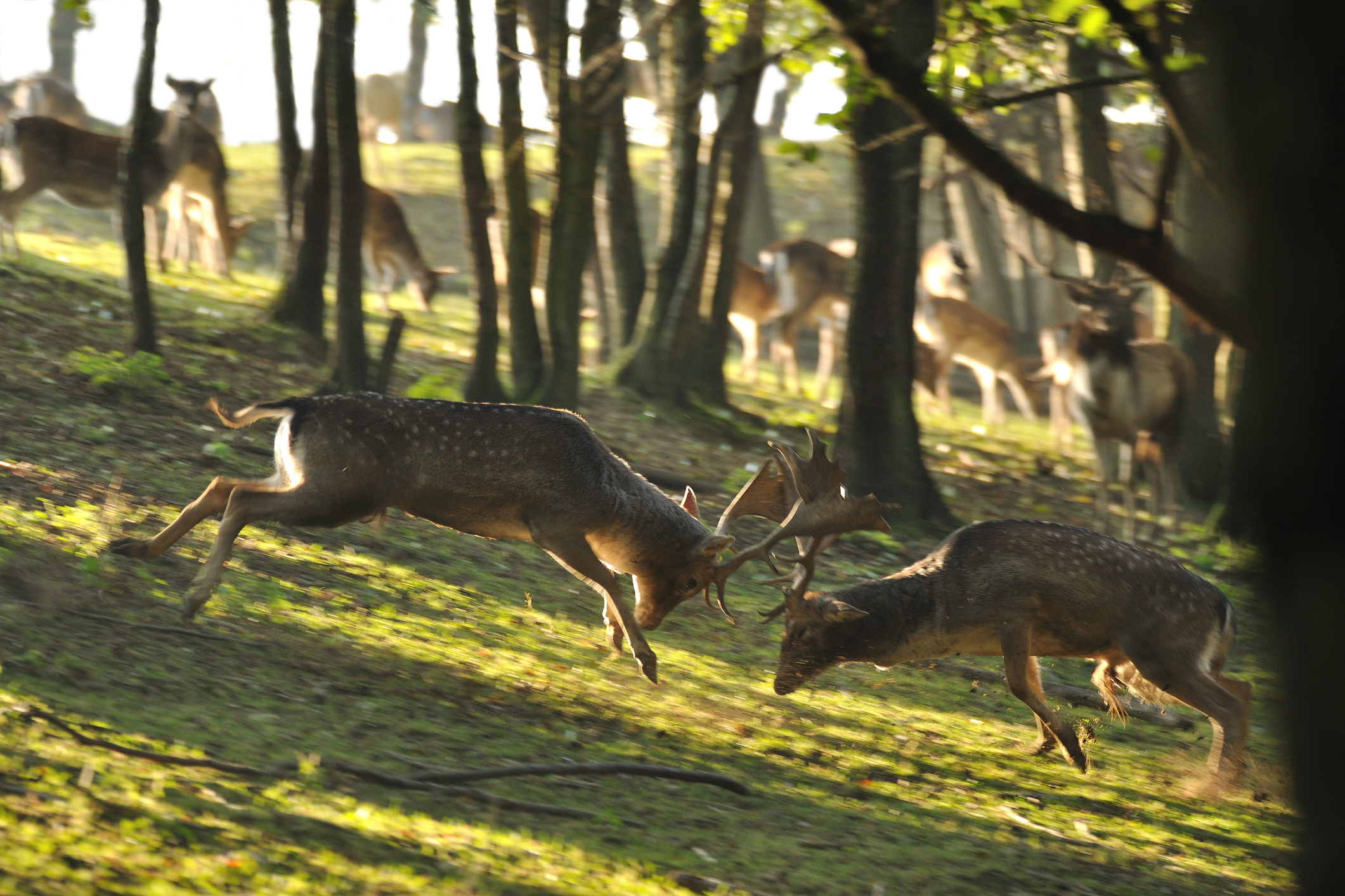 Fallow-deer-hunting-in-Italy