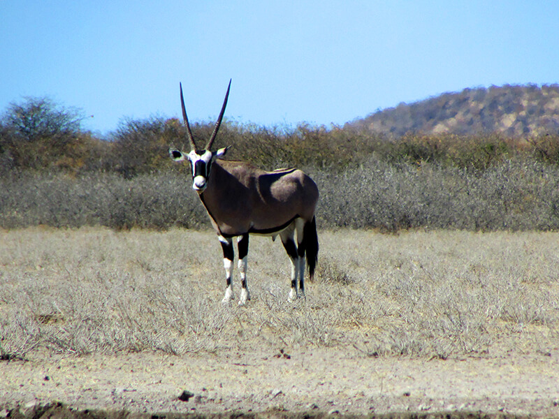 An oblivious male oryx stares motionless towards the hunters in abotswana safari